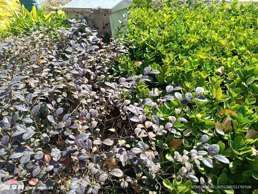 紫叶植物与绿叶植物景观