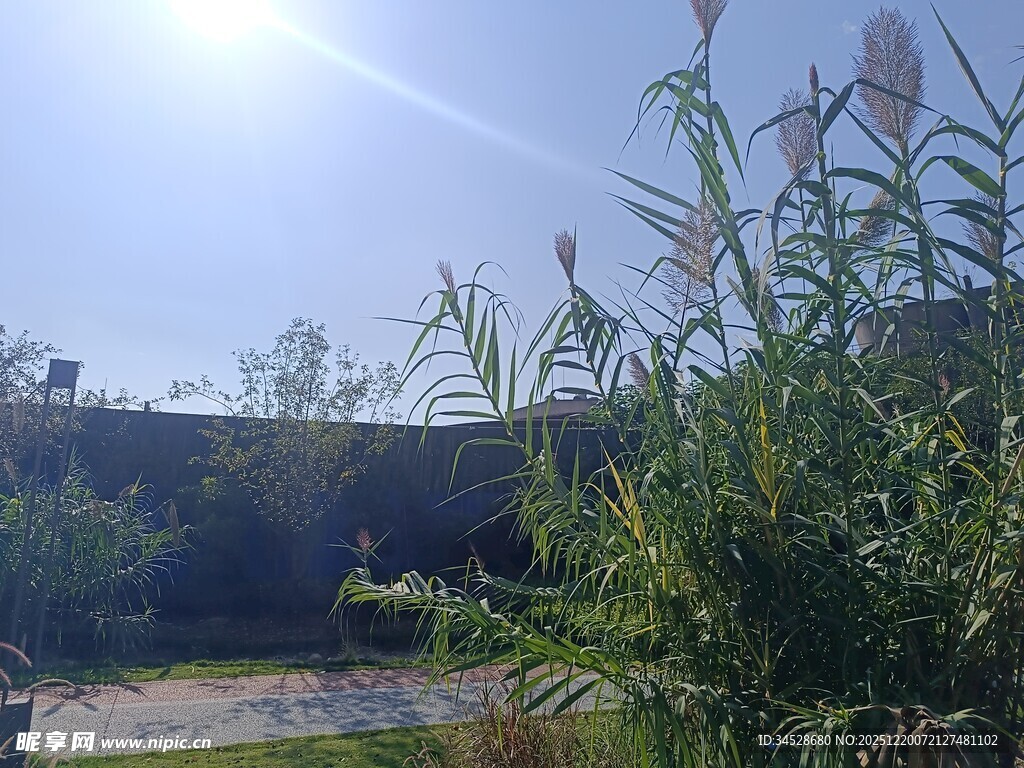 阳光下的绿植与远景