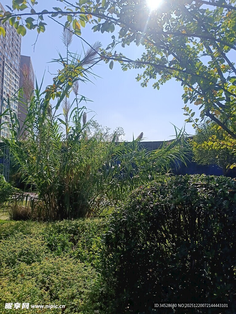 阳光照耀下的绿植景观