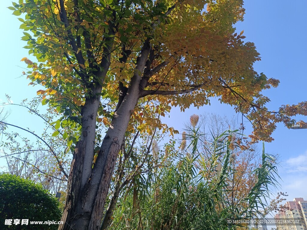 秋日挺拔树木与蓝天景致