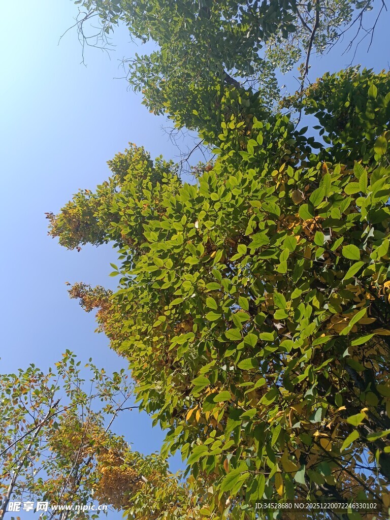 仰视葱郁树木与蓝天