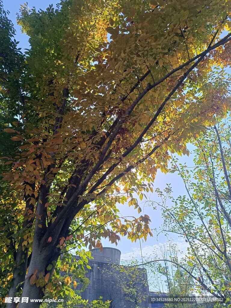 秋日金黄树叶的树木景致