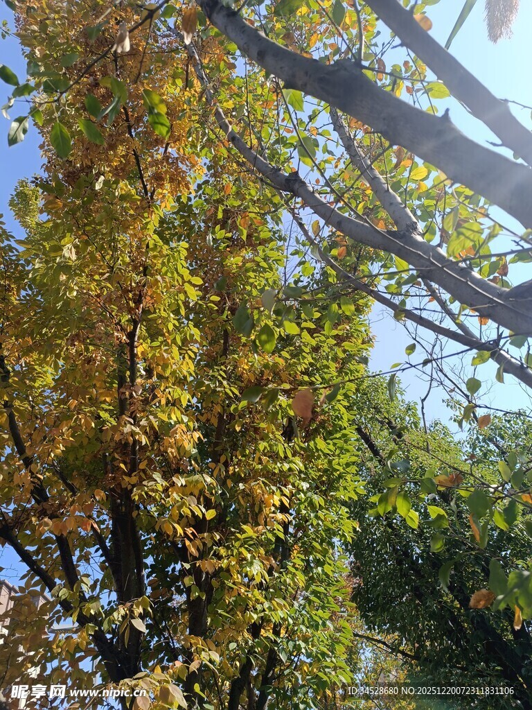 秋日树梢间的斑斓景致