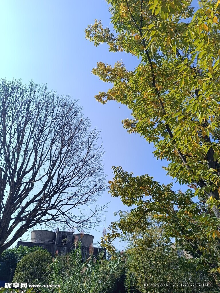 秋日树木与远处建筑景观