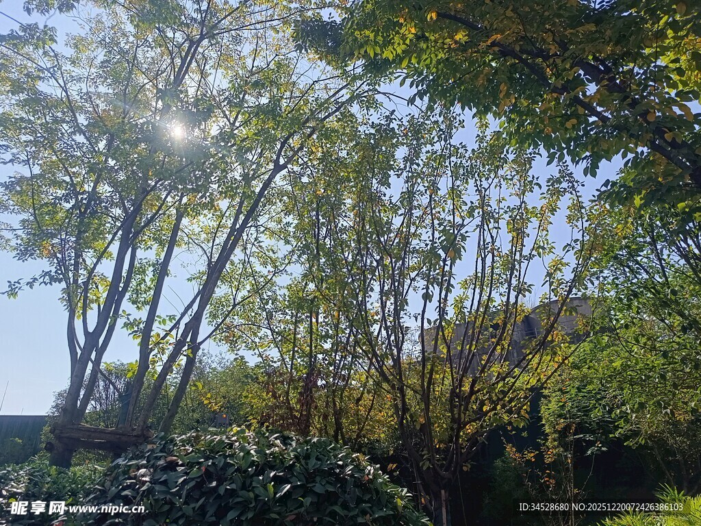 阳光洒落林间绿意盎然