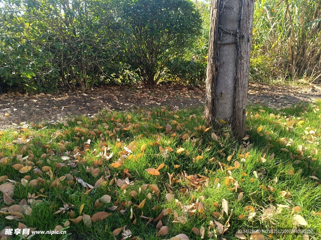 秋日树下落叶美景