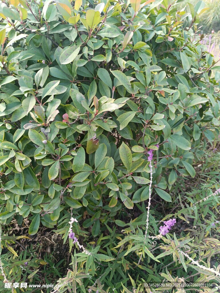 绿叶丛中的紫色小花