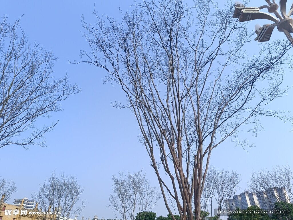 冬日光秃树木景观