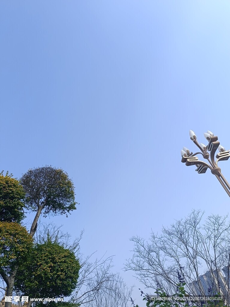 蓝天映衬下的树木景观