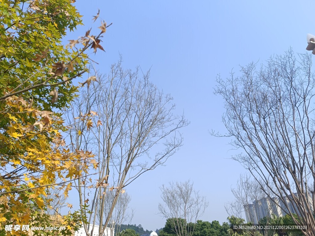 秋日户外树木蓝天景致