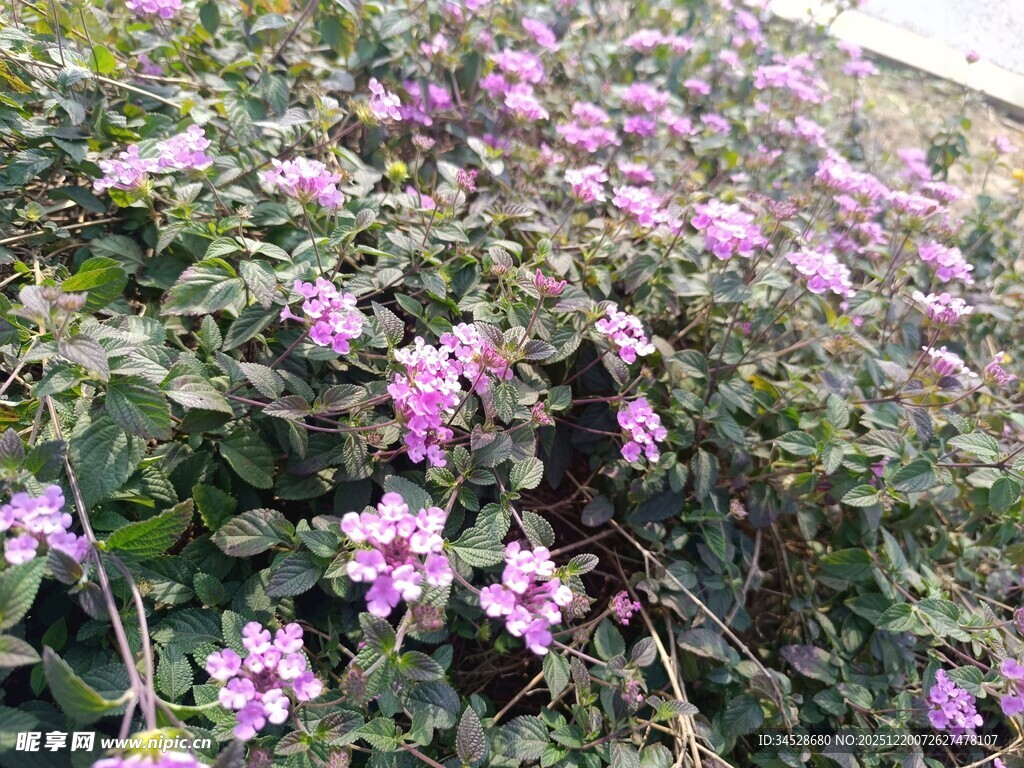繁茂紫花绽放的植物