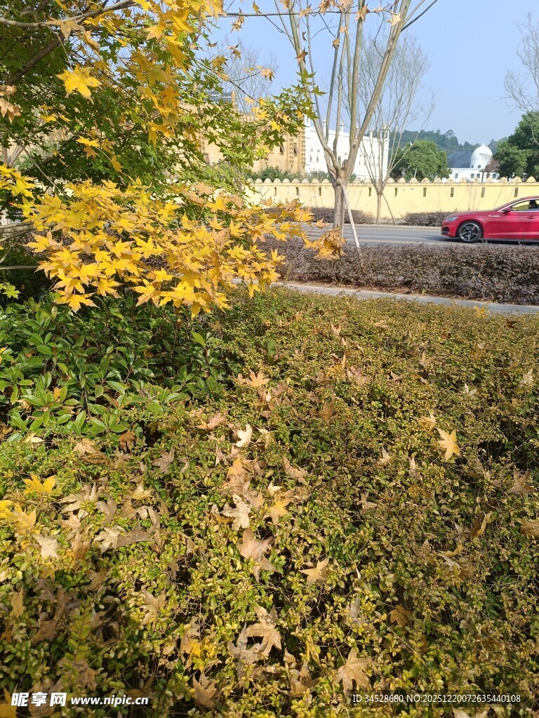 秋日路边的绿植与车辆