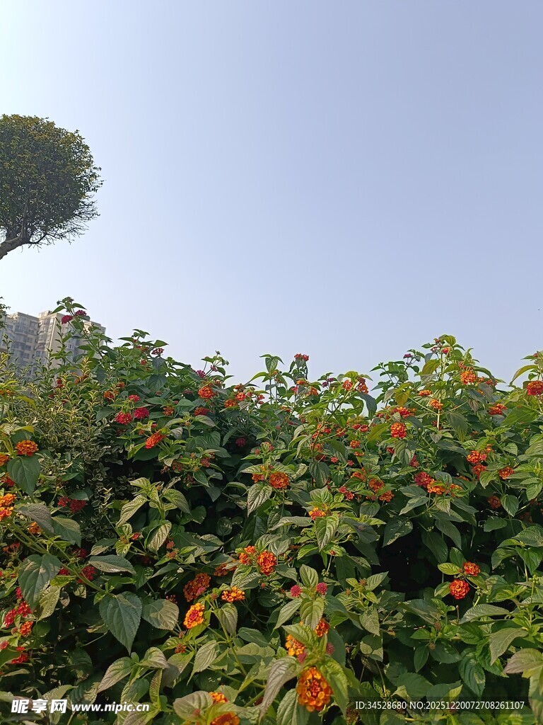 绿叶间绽放的绚烂花朵