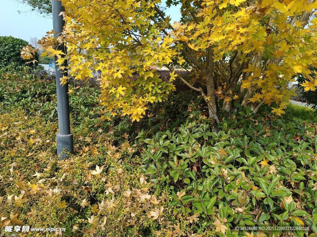 秋日黄叶绿植景观