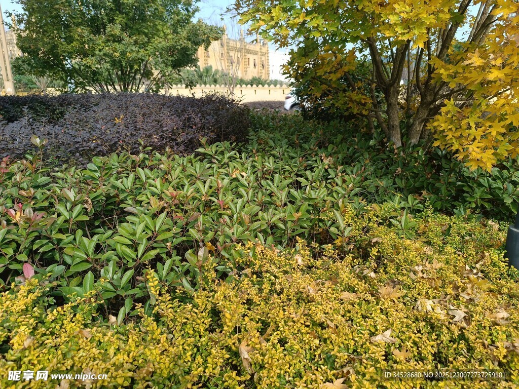 秋日绿植景观