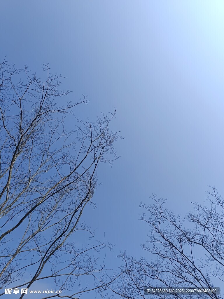 冬日光秃树枝与蓝天