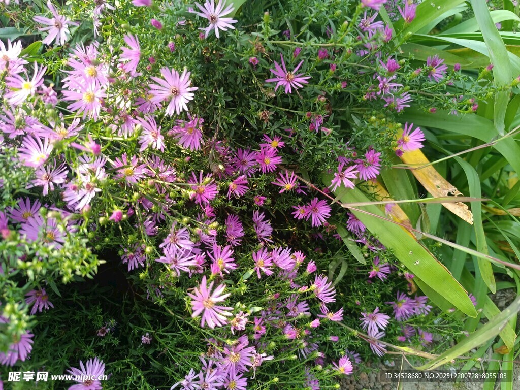 紫色小花绽放绿意间