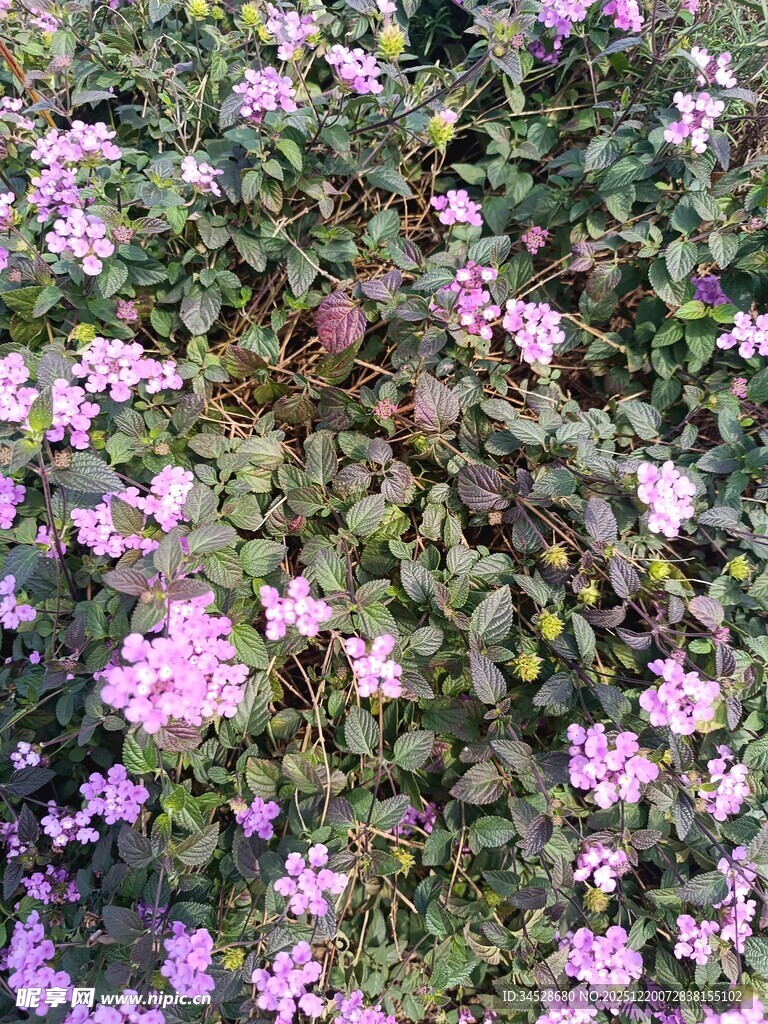 繁茂的紫色花卉景观