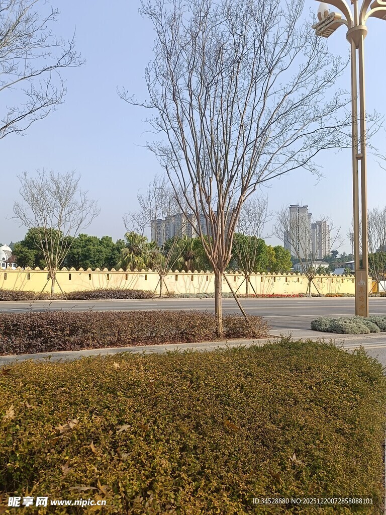 冬日户外空旷草地与树木