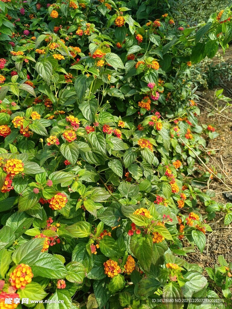 色彩斑斓的花丛景观