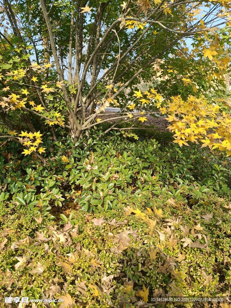 秋日繁茂绿植与黄叶景观