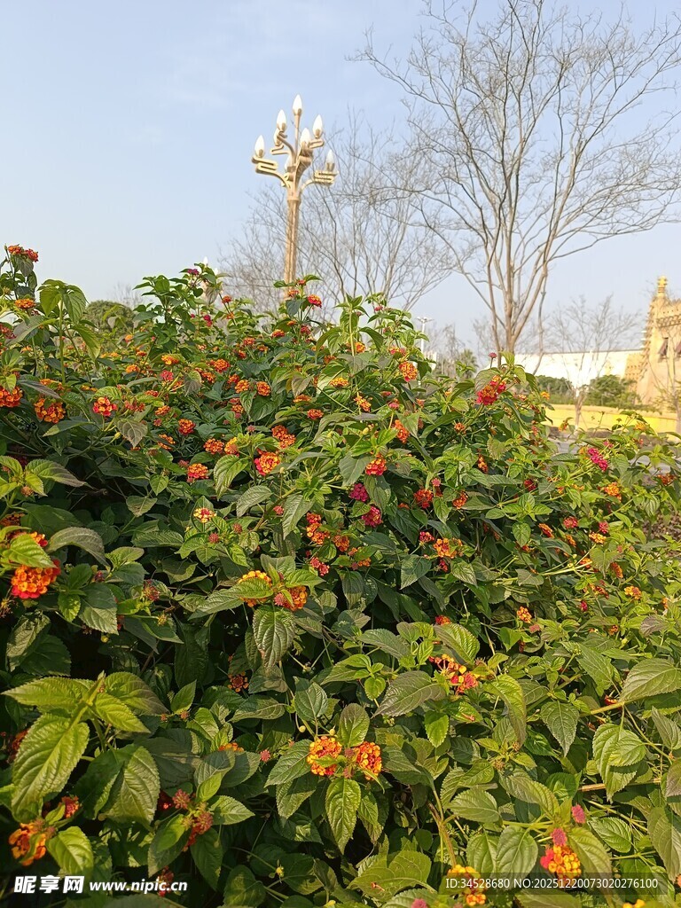 绿叶间的橙红果实