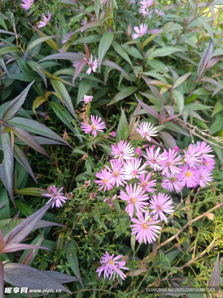 草丛中的粉色小花绽放