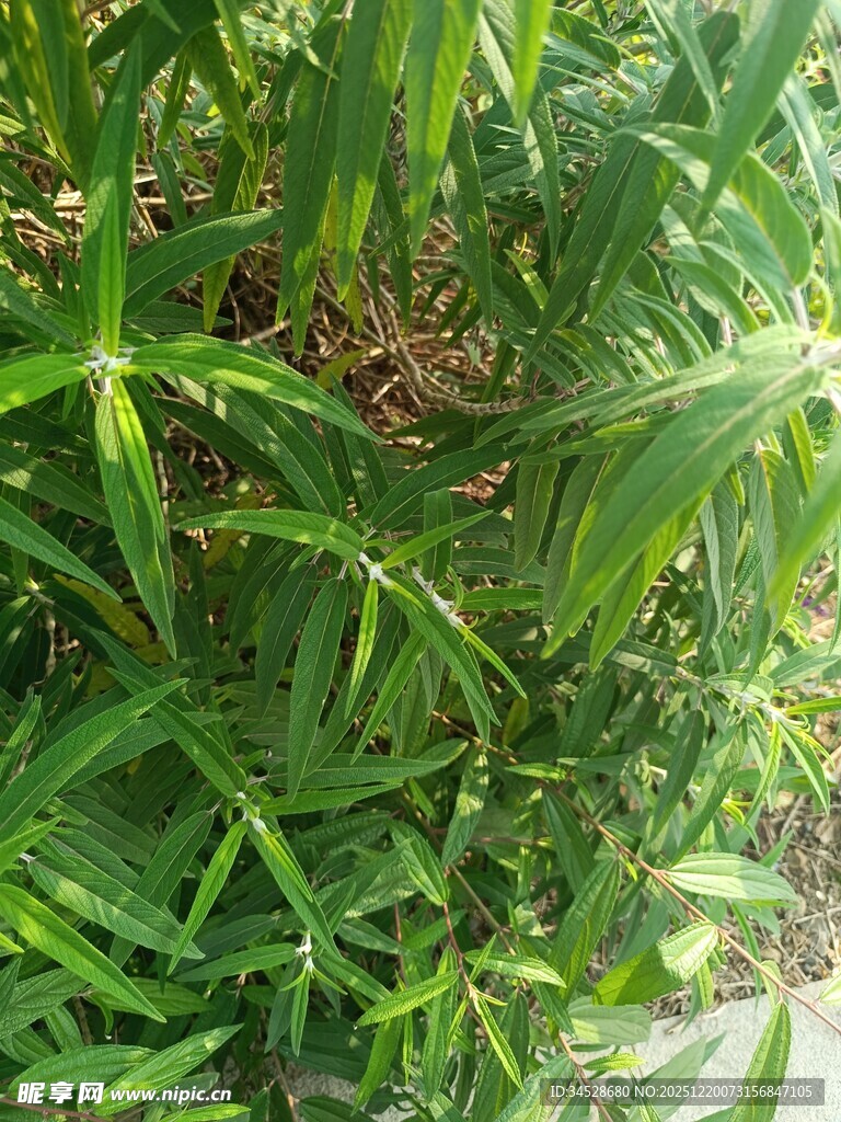 绿叶丛中的隐秘景象