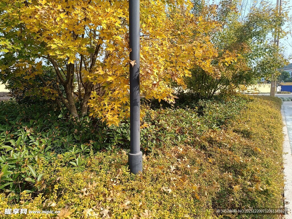 秋日路边斑斓景致