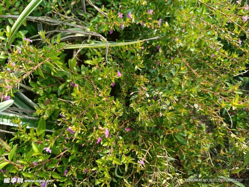 翠绿繁茂的野生植物