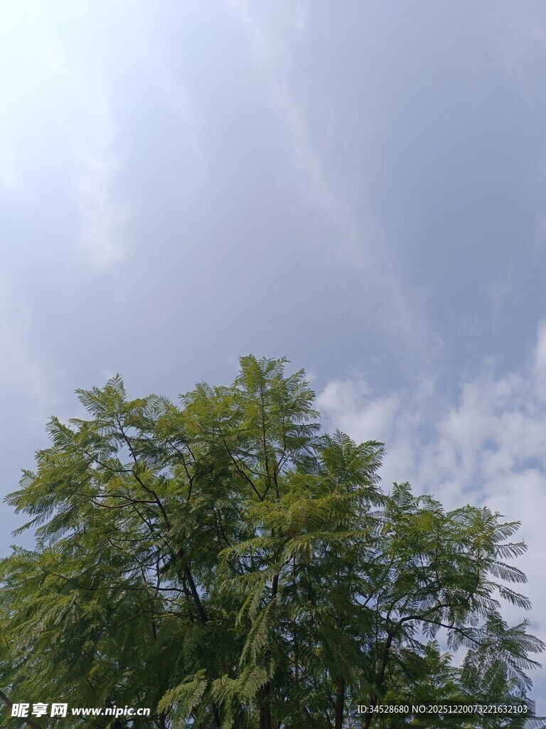 绿树映蓝天