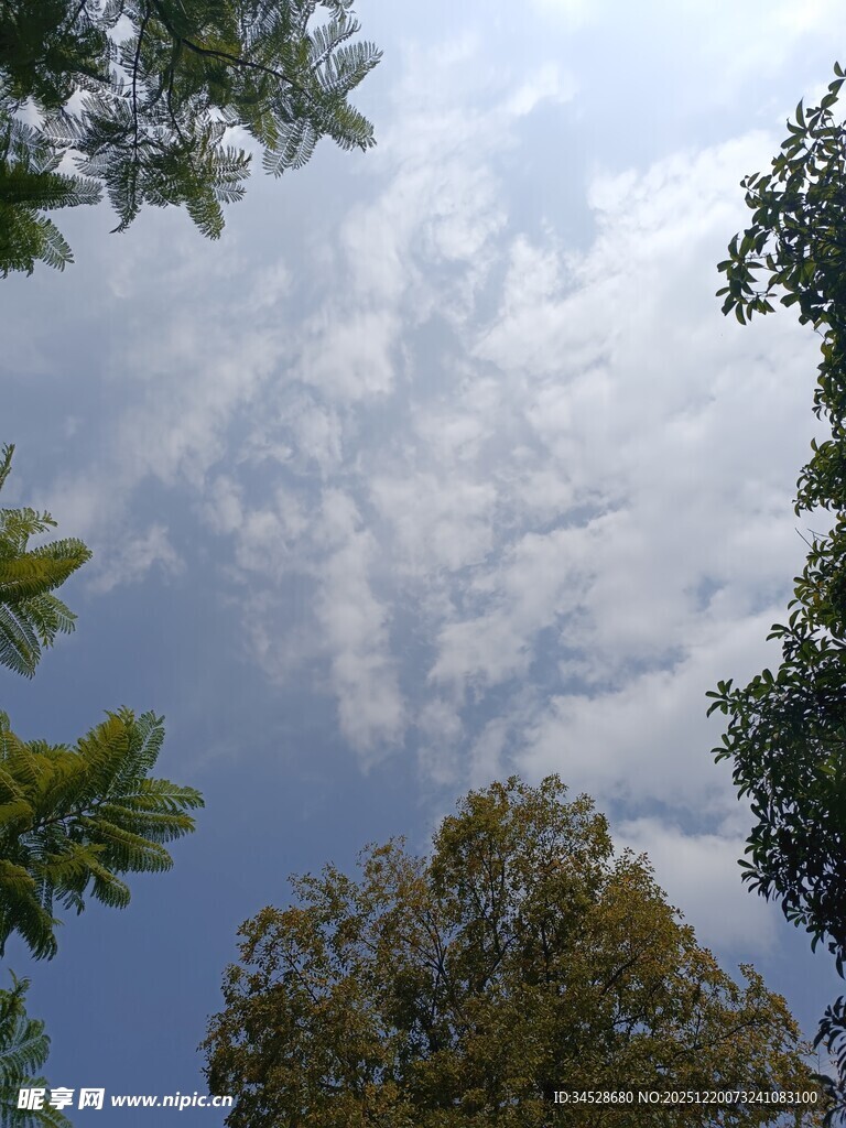 仰望蓝天绿树间的云朵