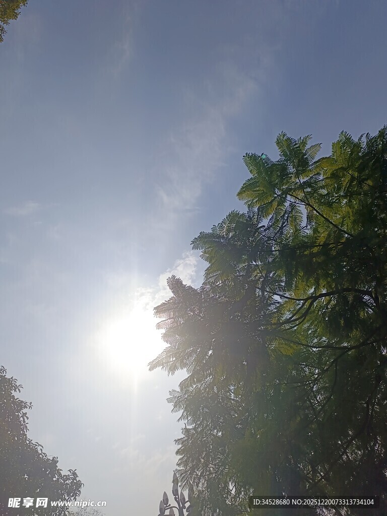 阳光透过树木洒向天空