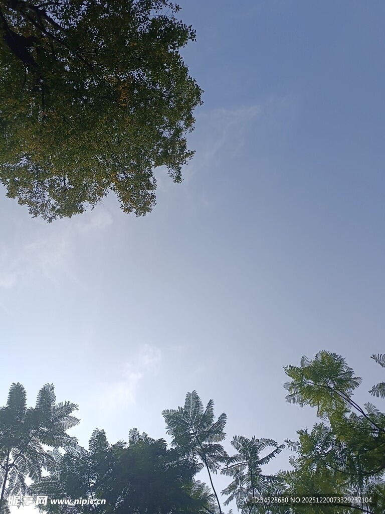 仰望蓝天绿树的清新景象