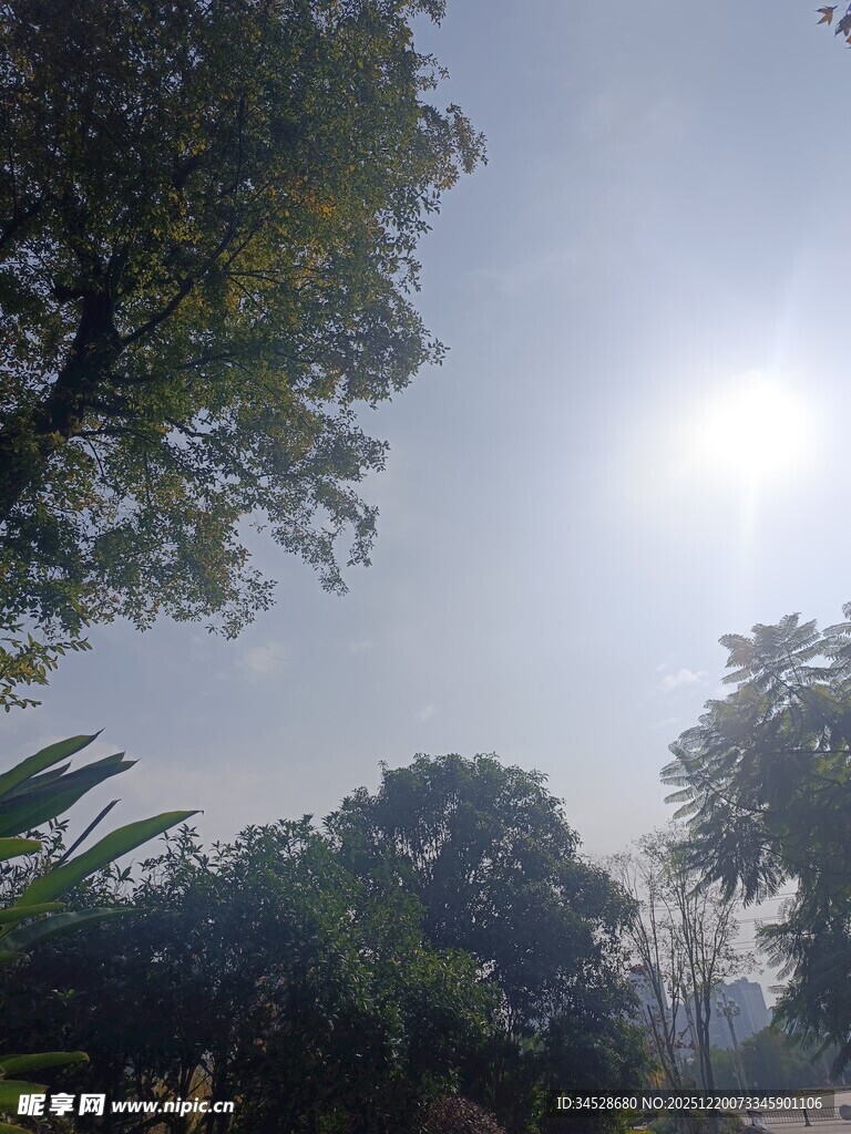 阳光洒落林间景象