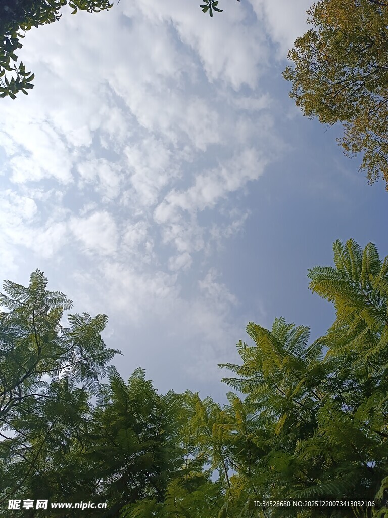 林间仰望蓝天白云