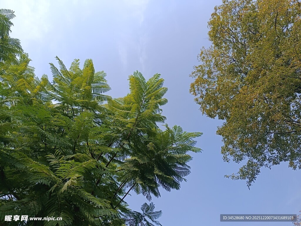 仰望蓝天与葱郁树木