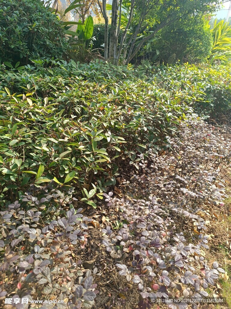 户外绿植与碎石地面景观