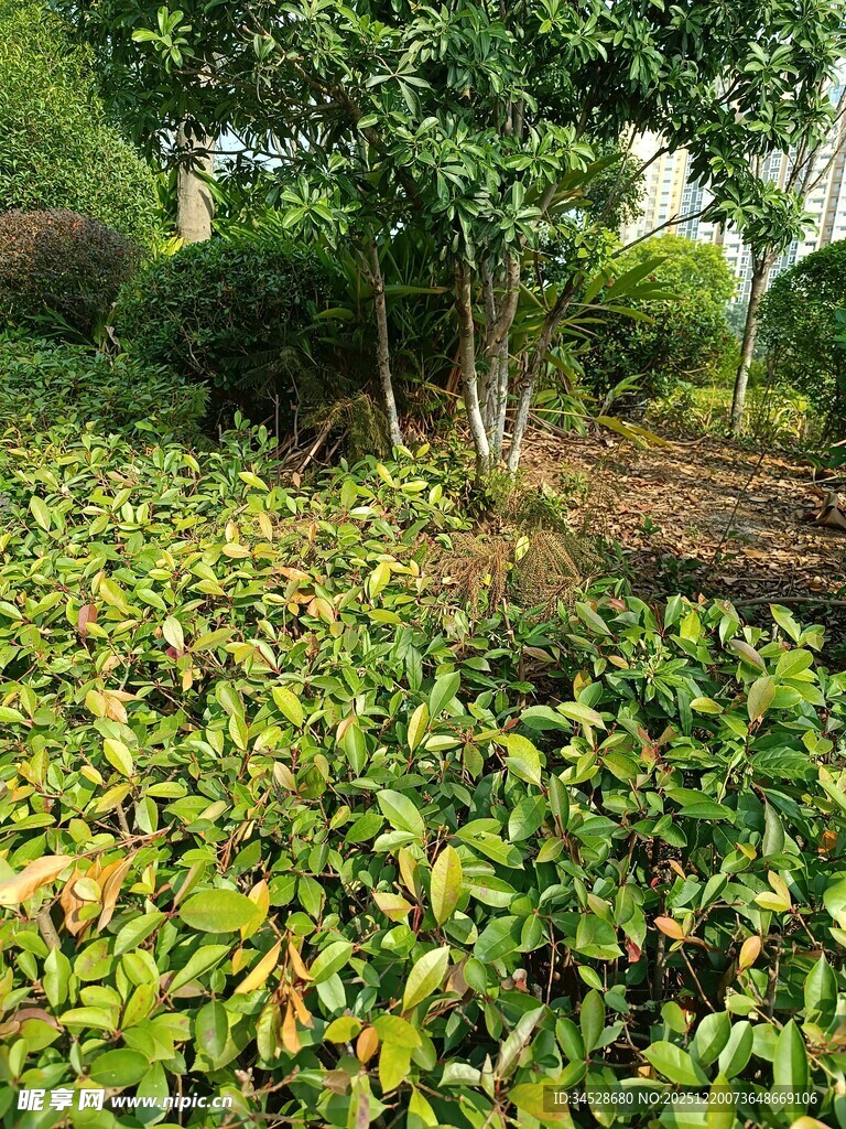 绿意盎然的茶园景象