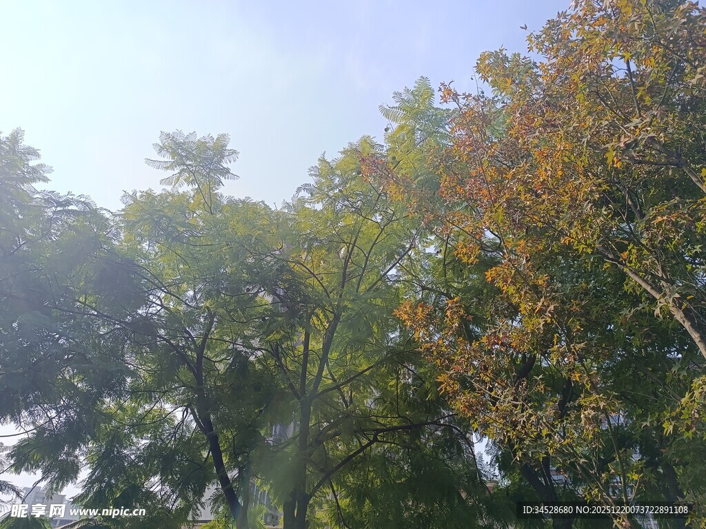 秋日林间光影斑驳景象