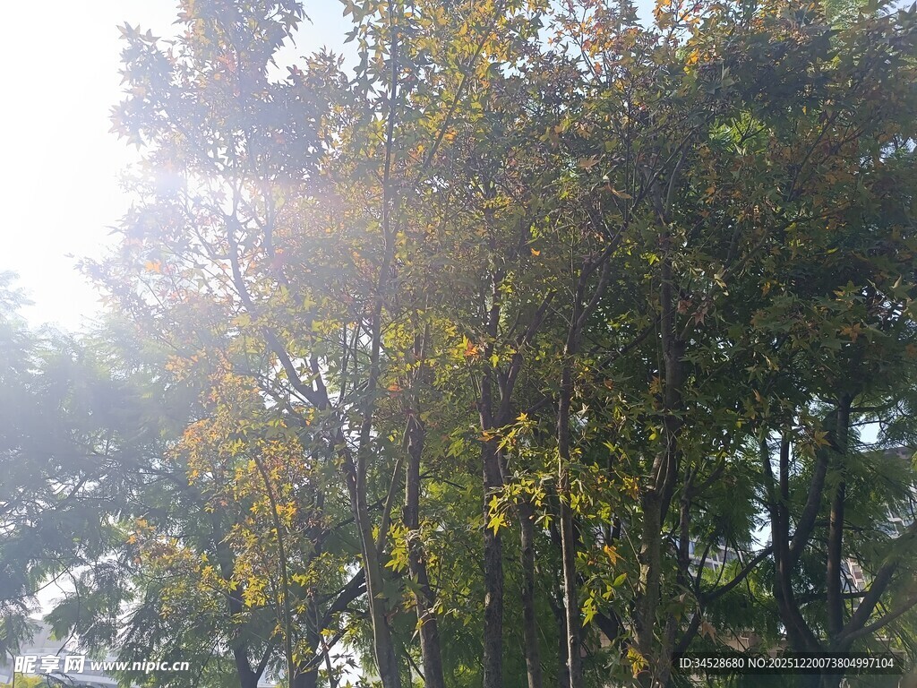 阳光穿透树林的美好景象