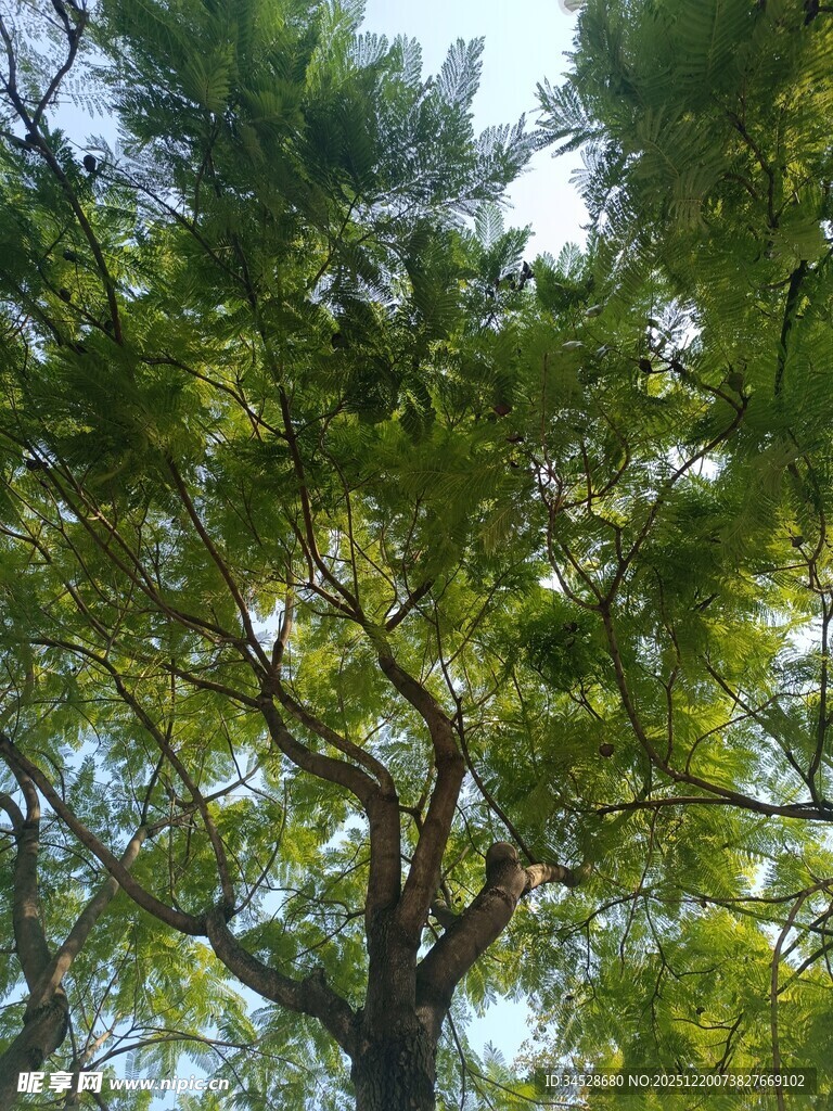 仰视繁茂树冠景象