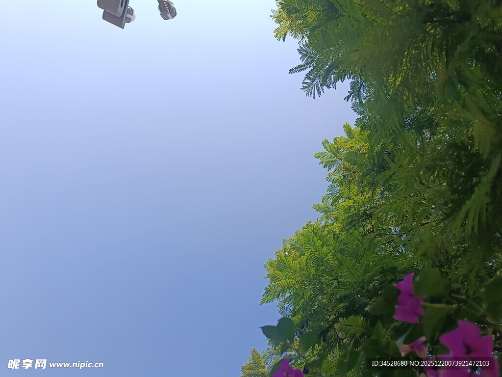 仰视繁花绿树蓝天美景