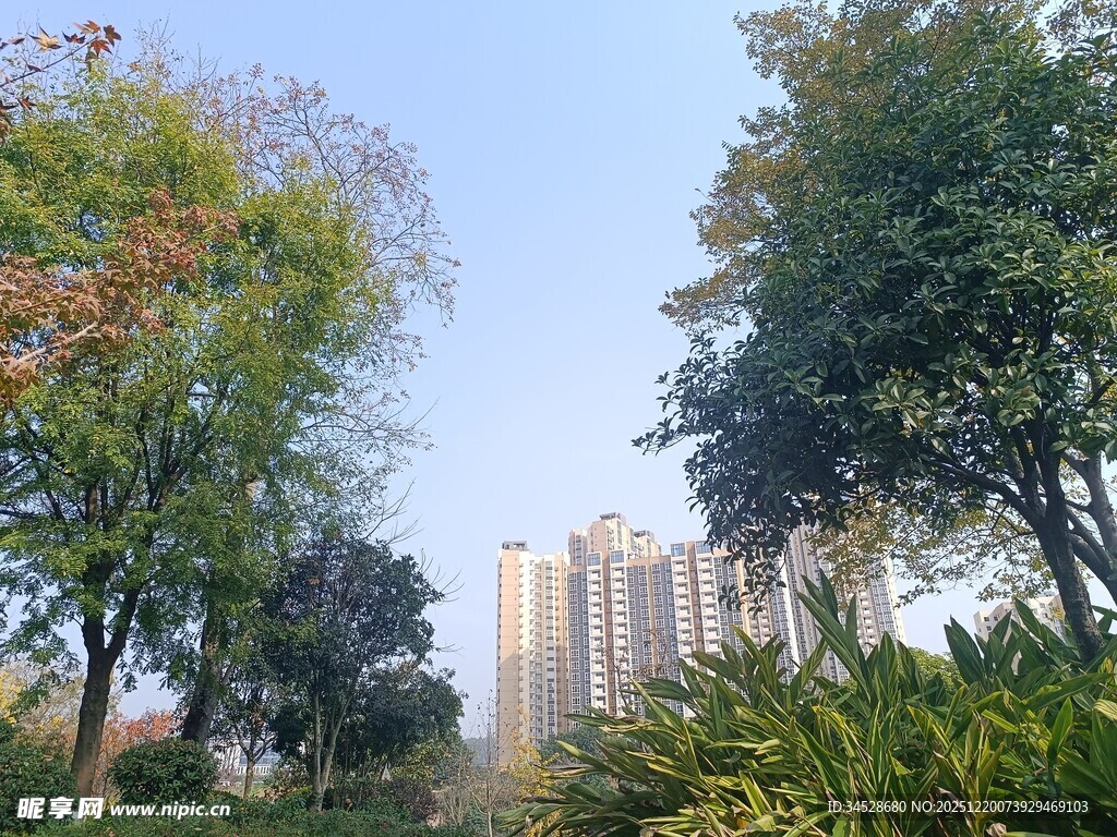 城市公园中的绿树与高楼
