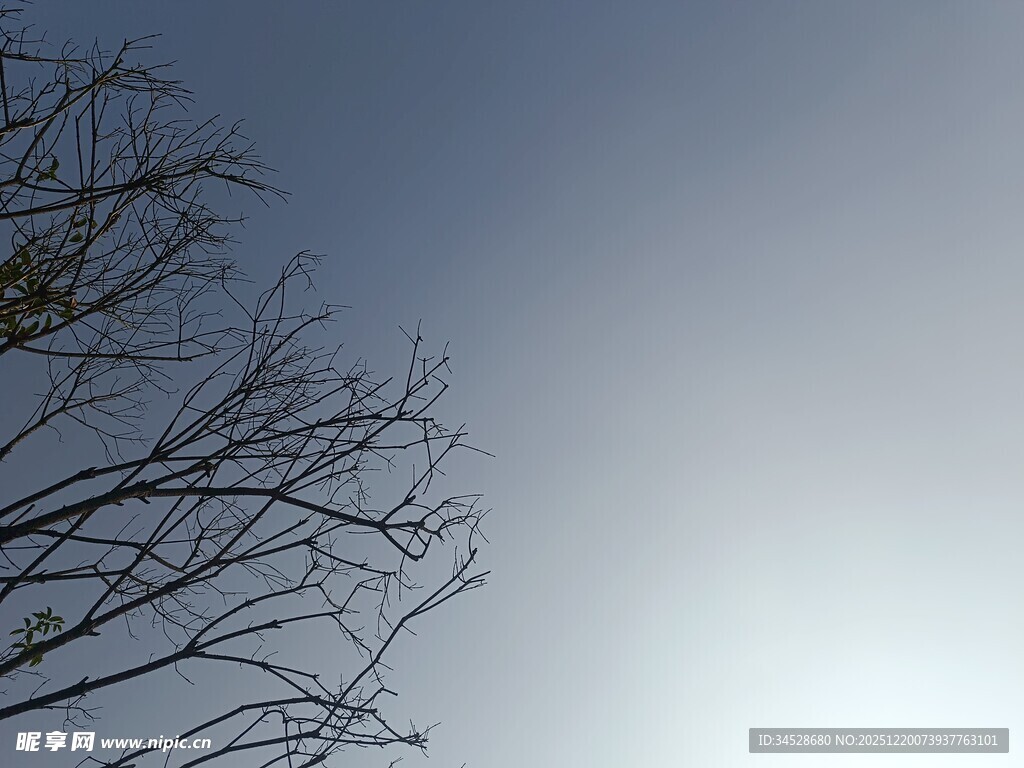 树枝映衬下的晴朗天空