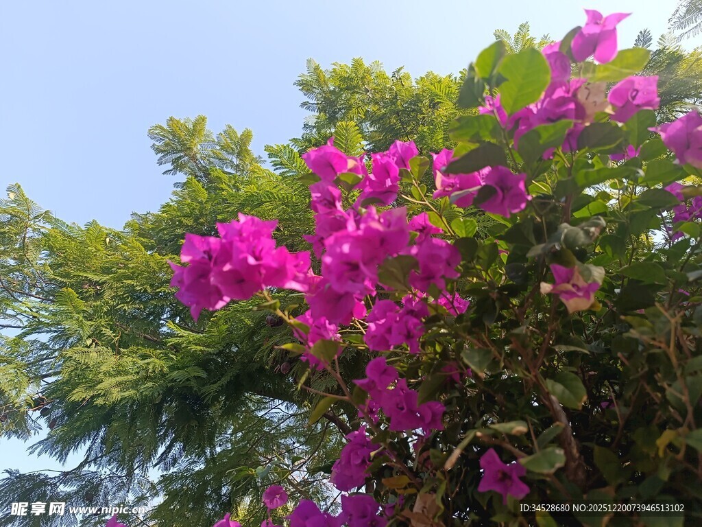 艳丽三角梅绽放蓝天之下
