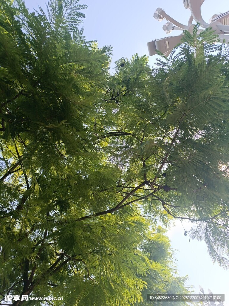 阳光下的葱郁树枝