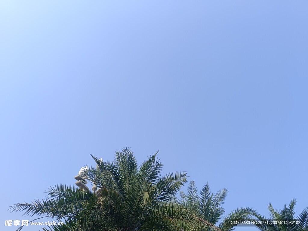 蓝天映衬下的棕榈树顶