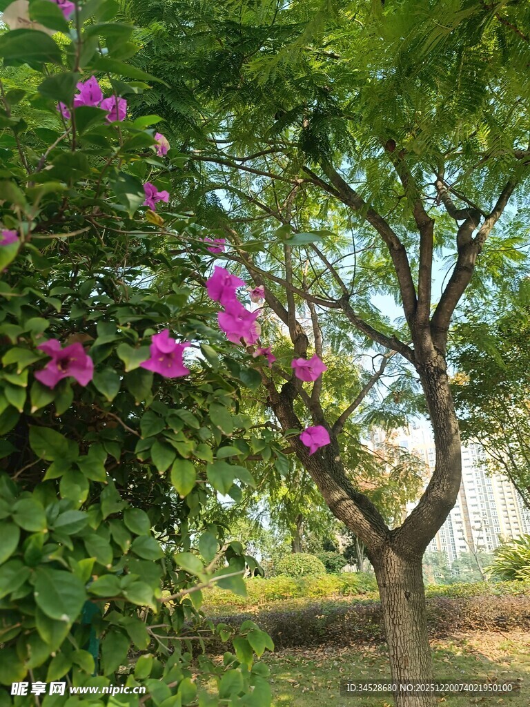 繁花绿树装点的园林景致