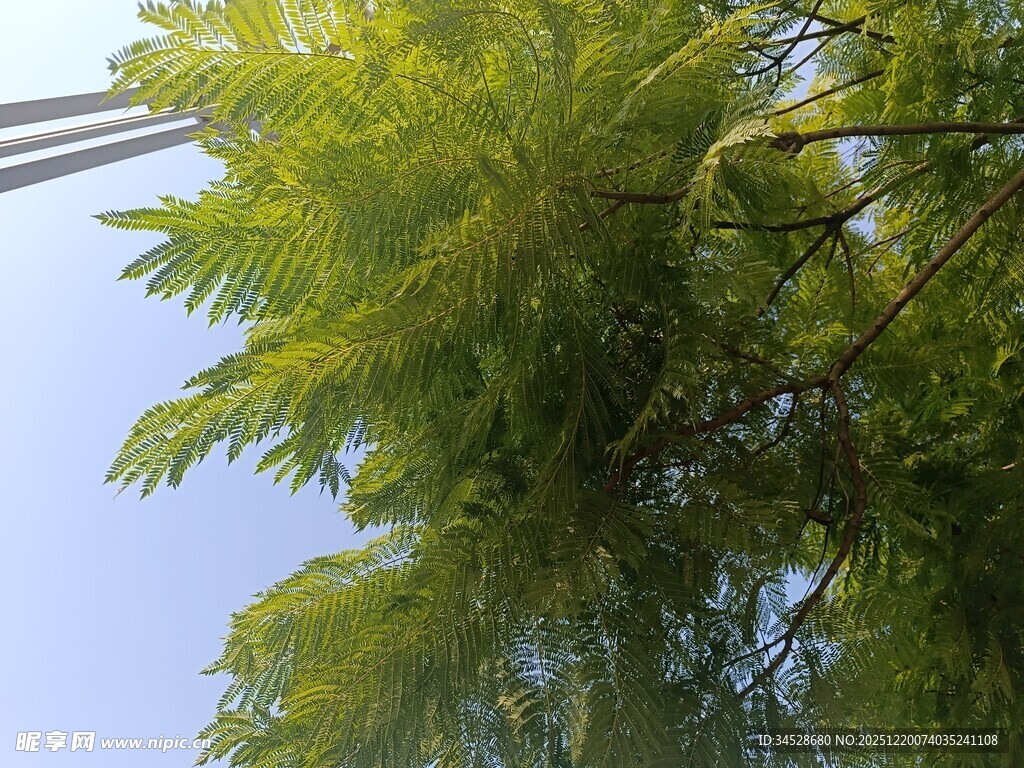 翠绿枝叶映蓝天